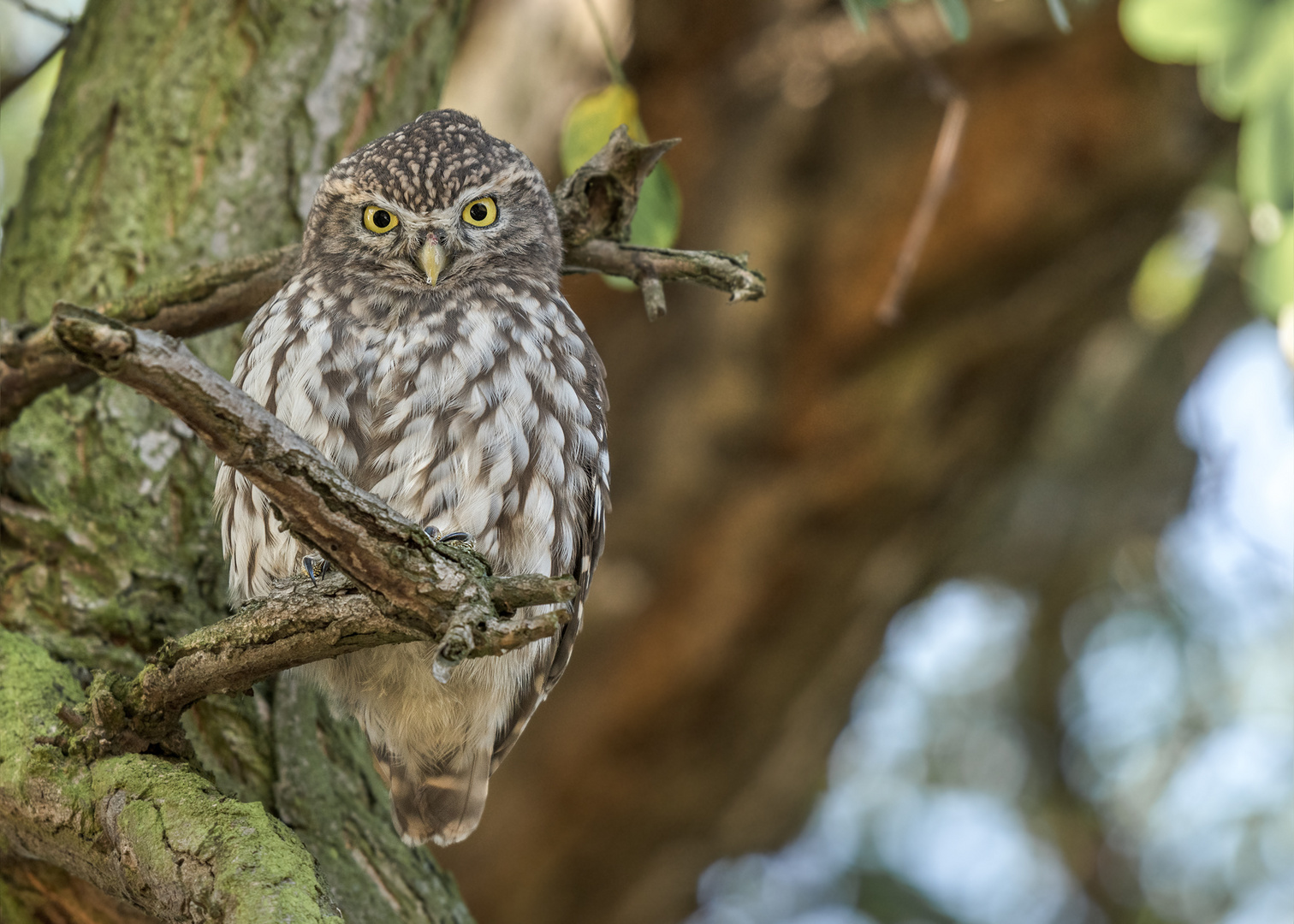 Steinkauz (Athene noctua)