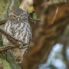 Steinkauz (Athene noctua)