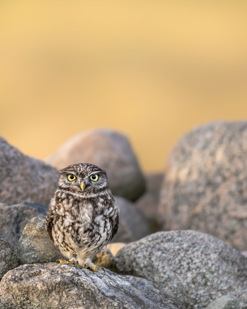 Steinkauz (Athene noctua)