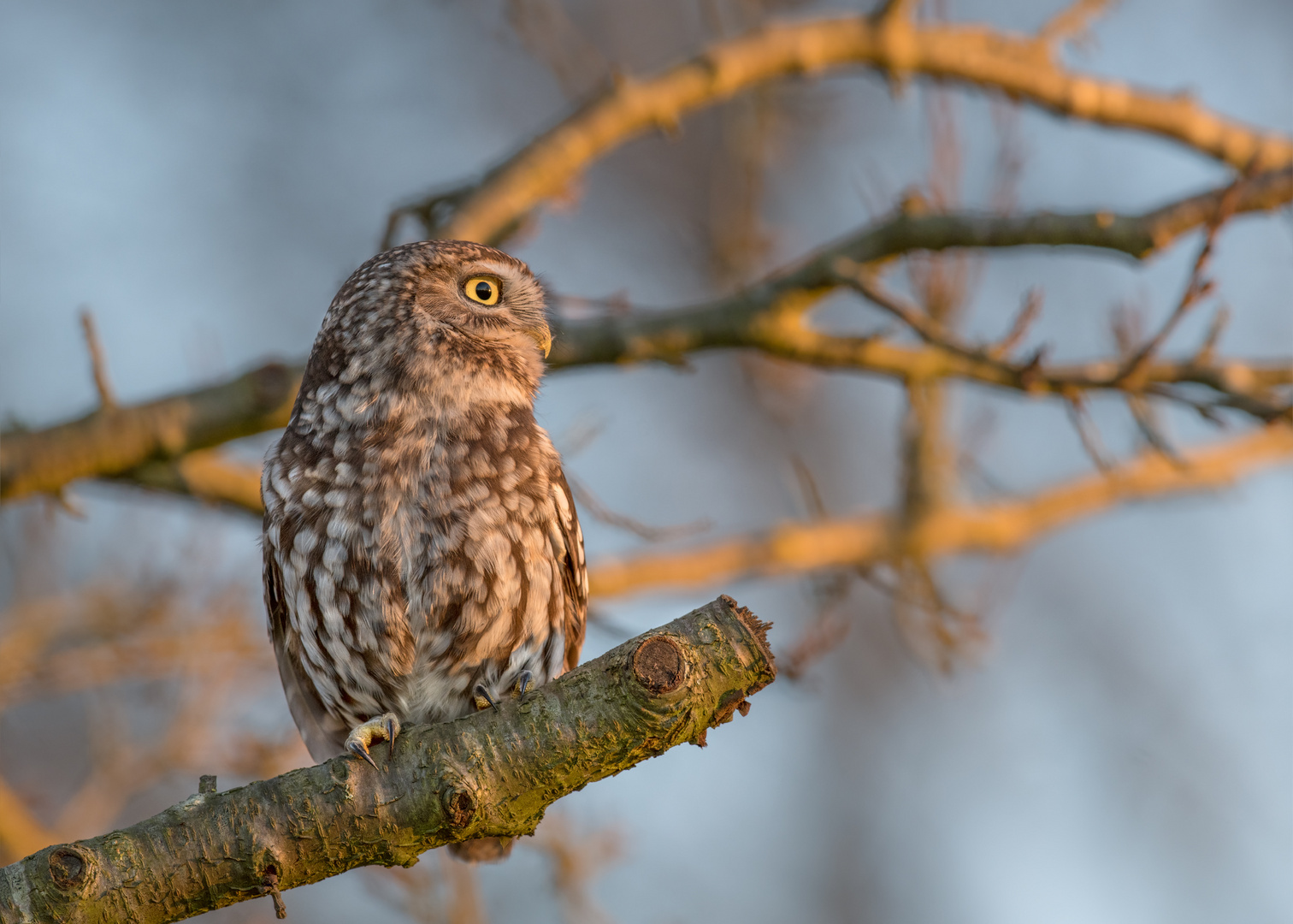 Steinkauz (Athene noctua)