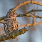 Steinkauz (Athene noctua)