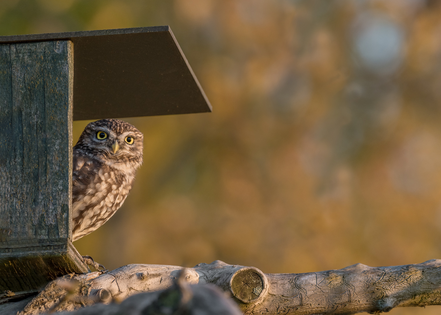 Steinkauz (Athene noctua)