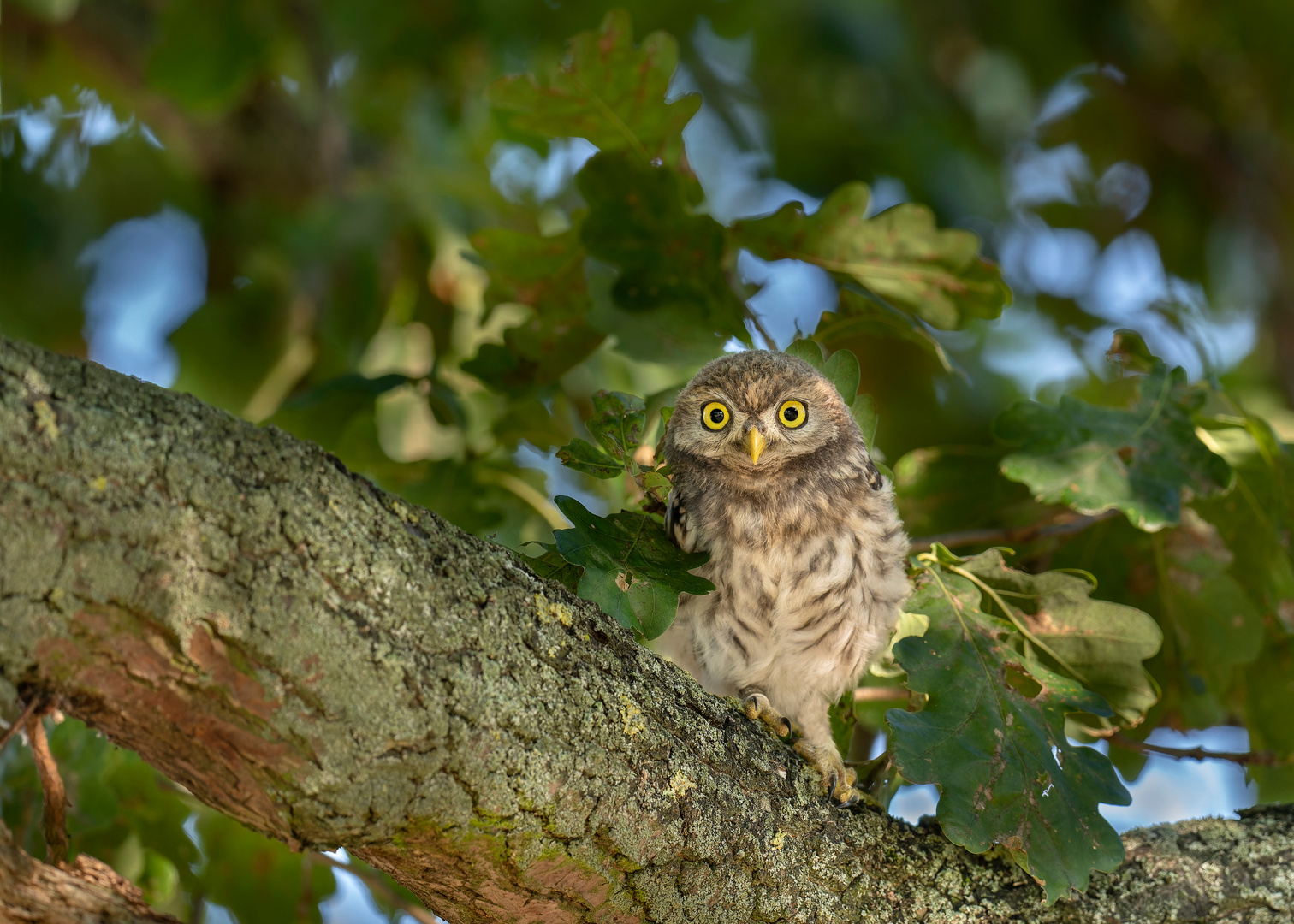 Steinkauz (Athene noctua)