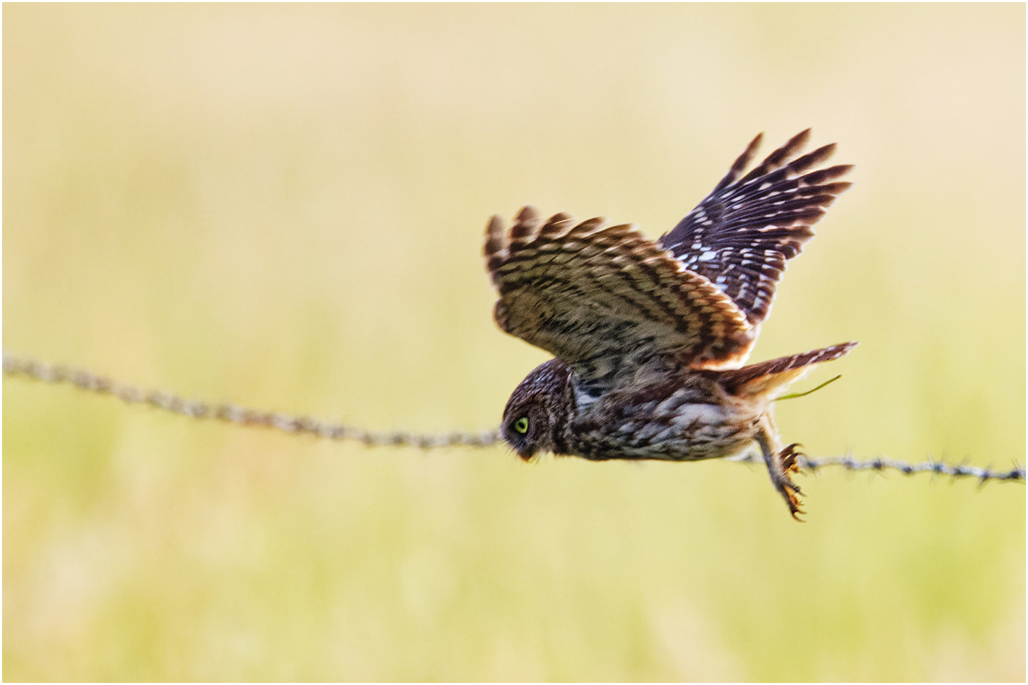 Steinkauz (Athene noctua) hat die Beute schon im Visier