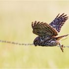 Steinkauz (Athene noctua) hat die Beute schon im Visier