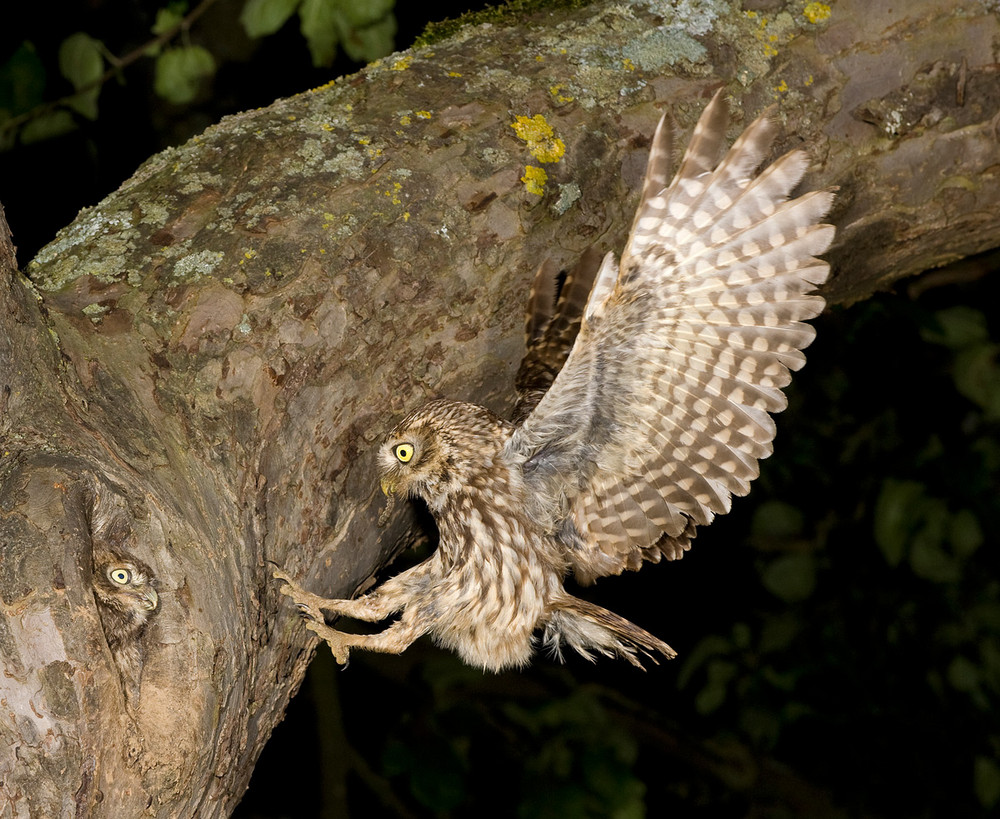 Steinkauz (Athene noctua) im Anflug