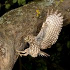 Steinkauz (Athene noctua) im Anflug