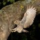 Steinkauz (Athene noctua) im Anflug