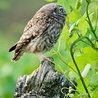 Steinkauz (Athene noctua) Jungvogel (3)