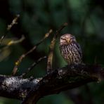 Steinkauz  (Athene noctua) - Little Owl