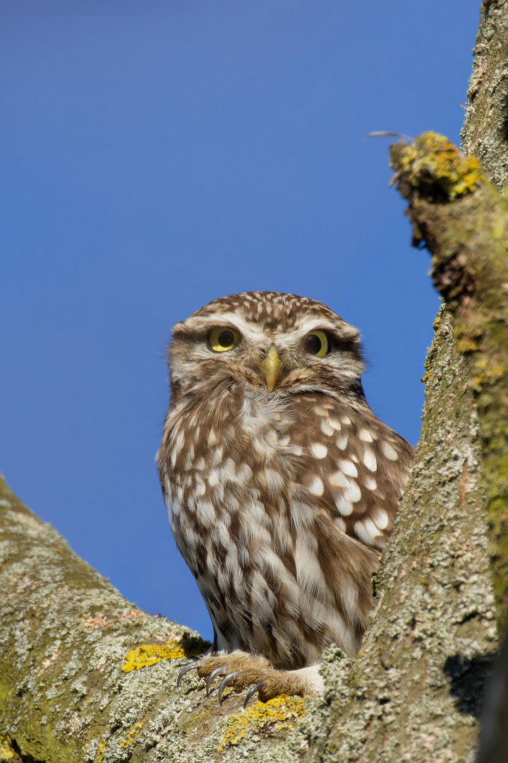 Steinkauz -  (Athene noctua)  Sonnenanbeter