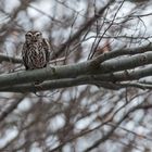 Steinkauz (Athene noctua) - unseres erste Treffen