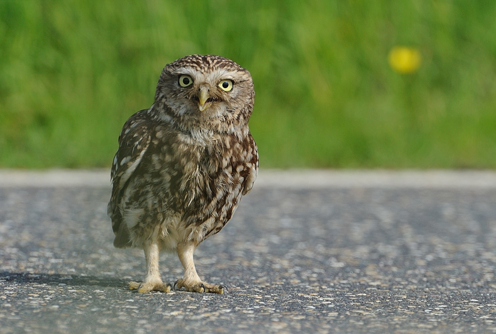 Steinkauz, (Athene noctua) Wildlife