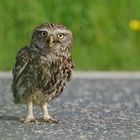 Steinkauz, (Athene noctua) Wildlife