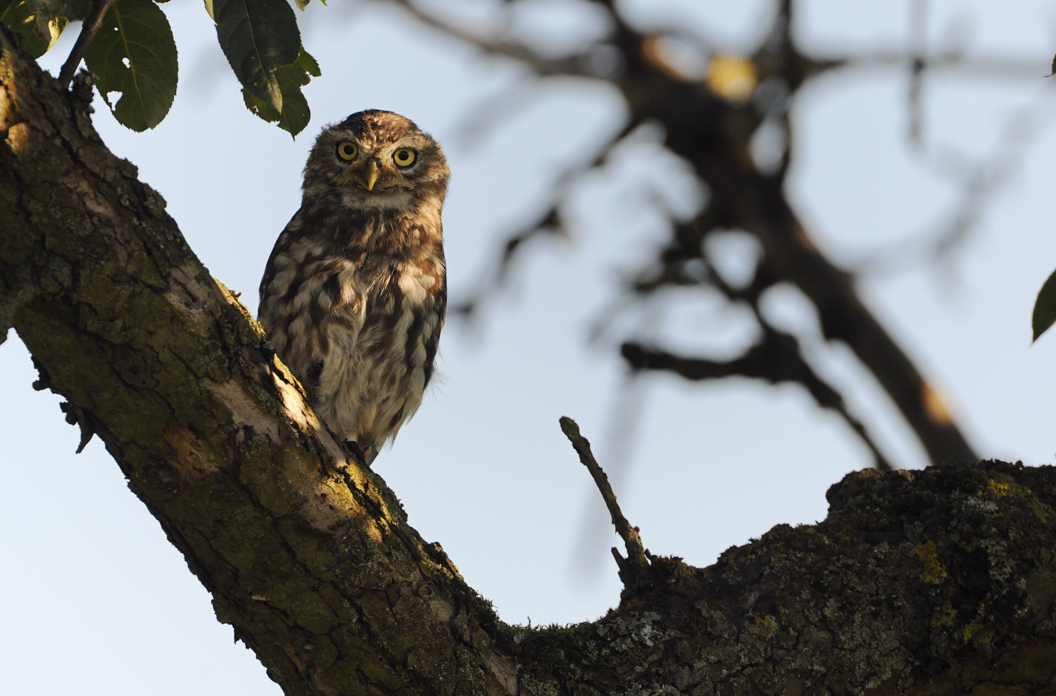 Steinkauz (Athene noctua) Wildlife 3