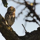 Steinkauz (Athene noctua) Wildlife 3