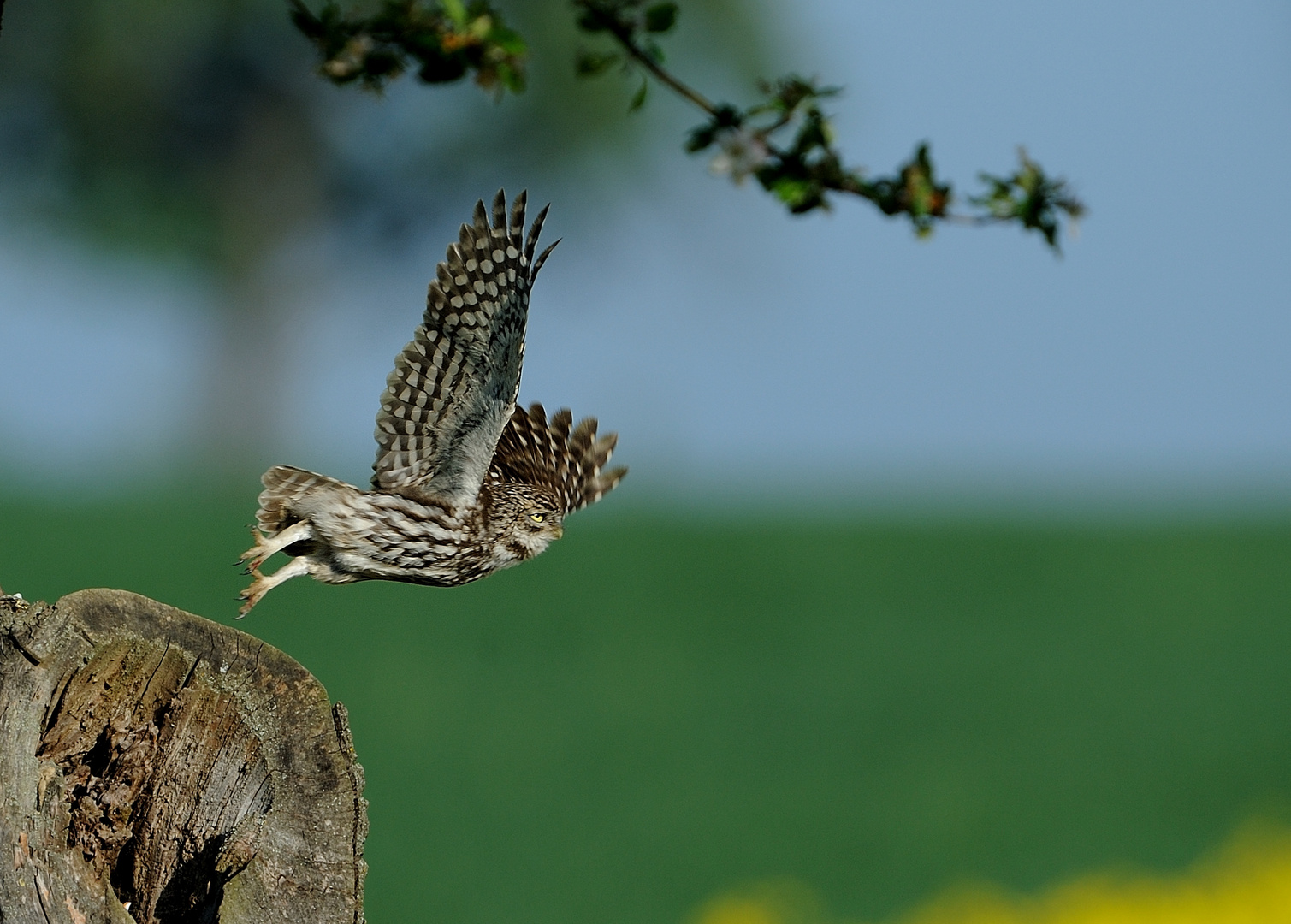 Steinkauz (Athene noctua) Wildlife 5