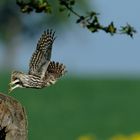 Steinkauz (Athene noctua) Wildlife 5