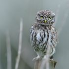 Steinkauz (Athene noctua) Wildlife