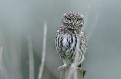 Steinkauz (Athene noctua) Wildlife