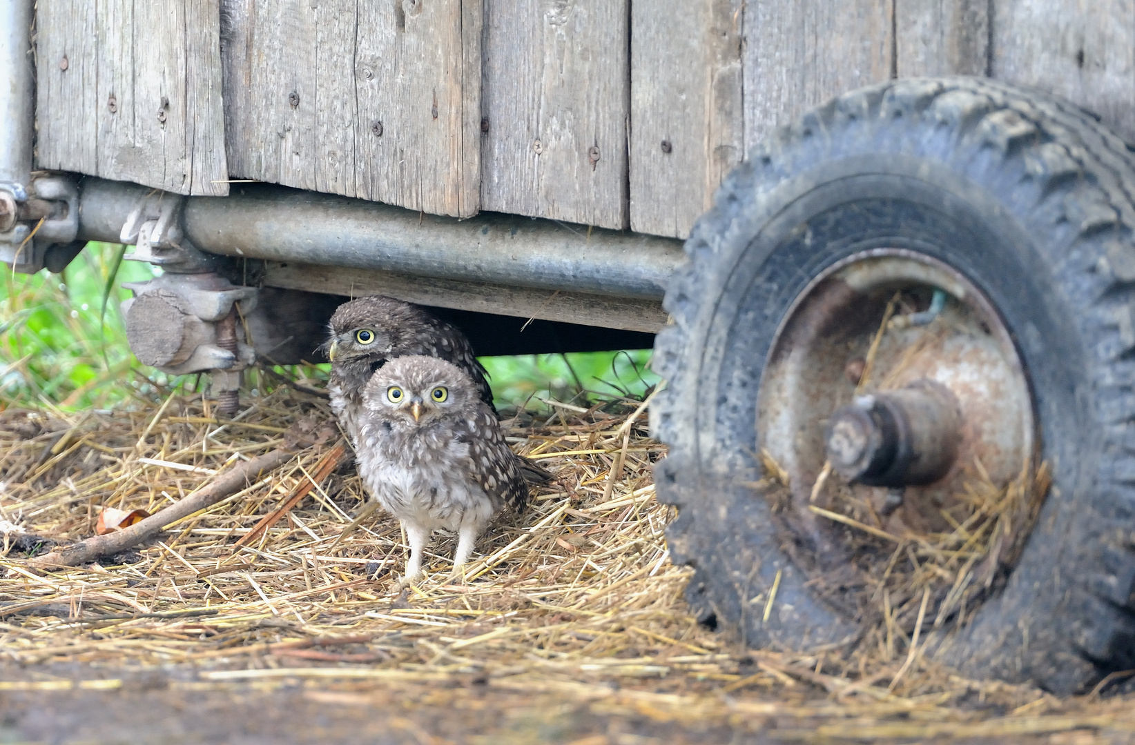 Steinkauz (Athene noctua) Wildlife 6