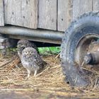 Steinkauz (Athene noctua) Wildlife 6