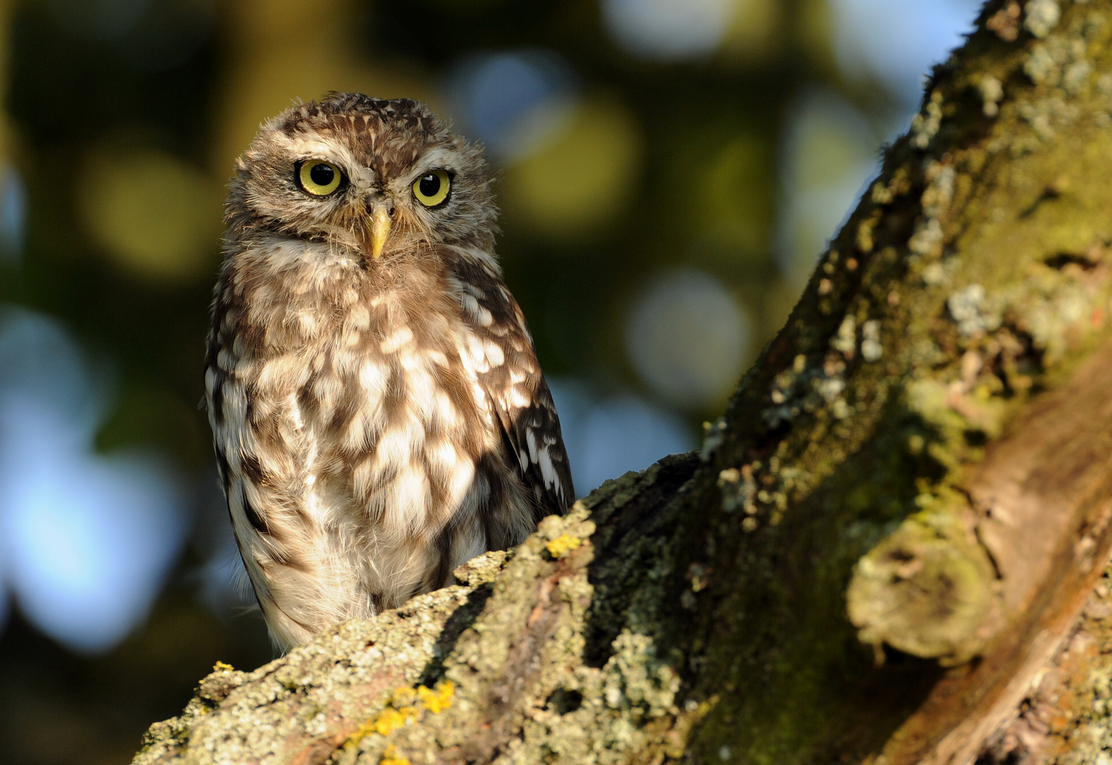 Steinkauz (Athene noctua) Wildlife