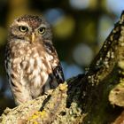 Steinkauz (Athene noctua) Wildlife