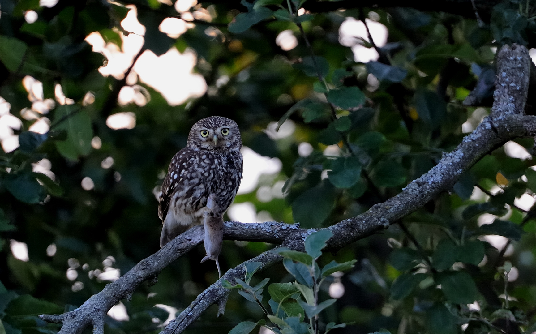 Steinkauz (Athene noctua) Wildlife mit Beute