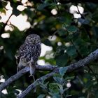 Steinkauz (Athene noctua) Wildlife mit Beute