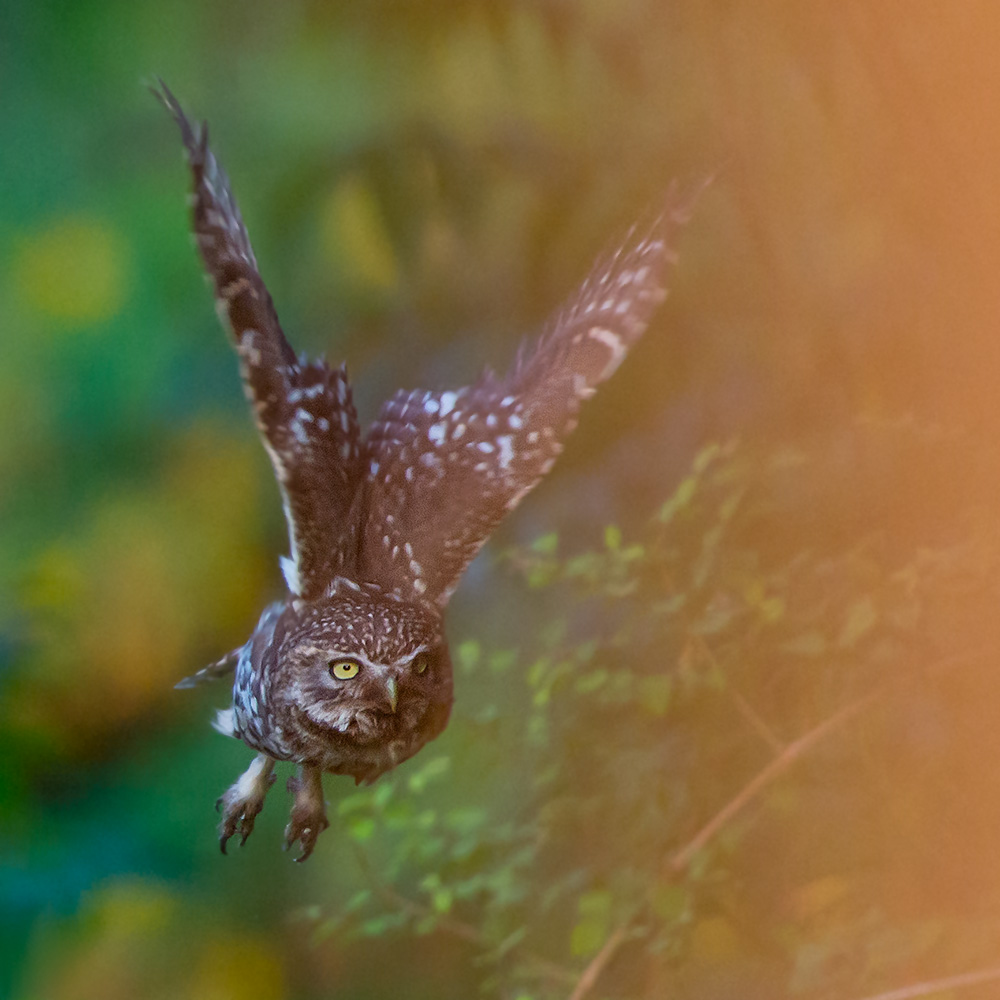 Steinkauz beim Abflug zur abendlichen Jagd.