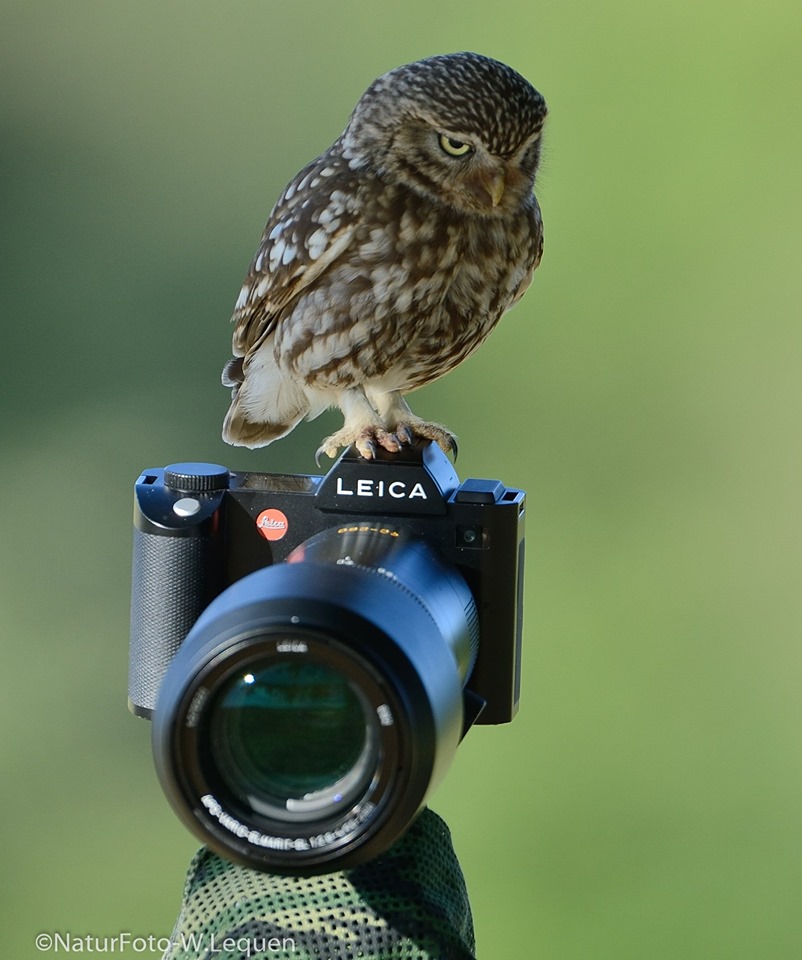 Steinkauz, der Leica Fotograf.