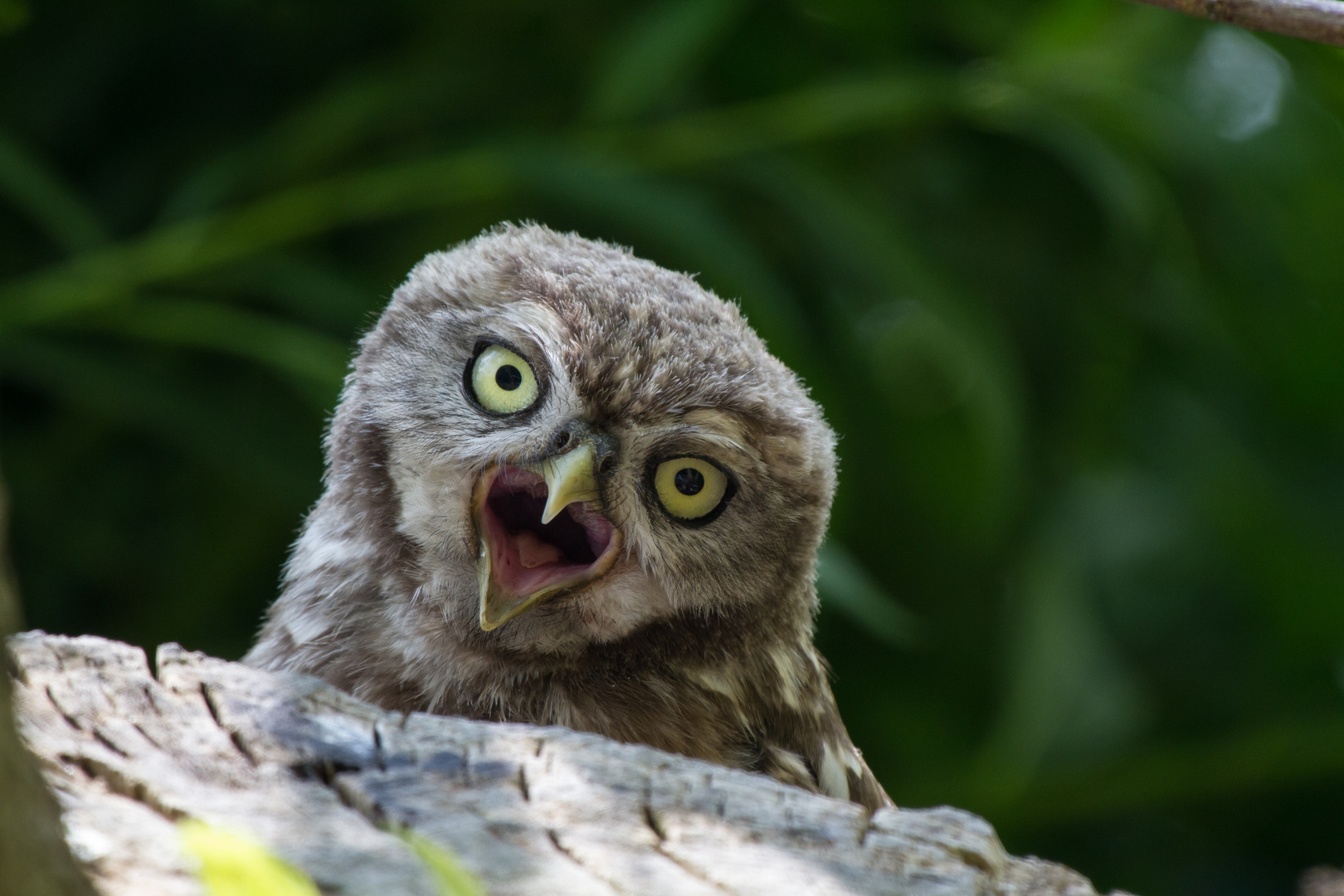 Steinkauz: Gähn, immer der gleiche Fotograf !