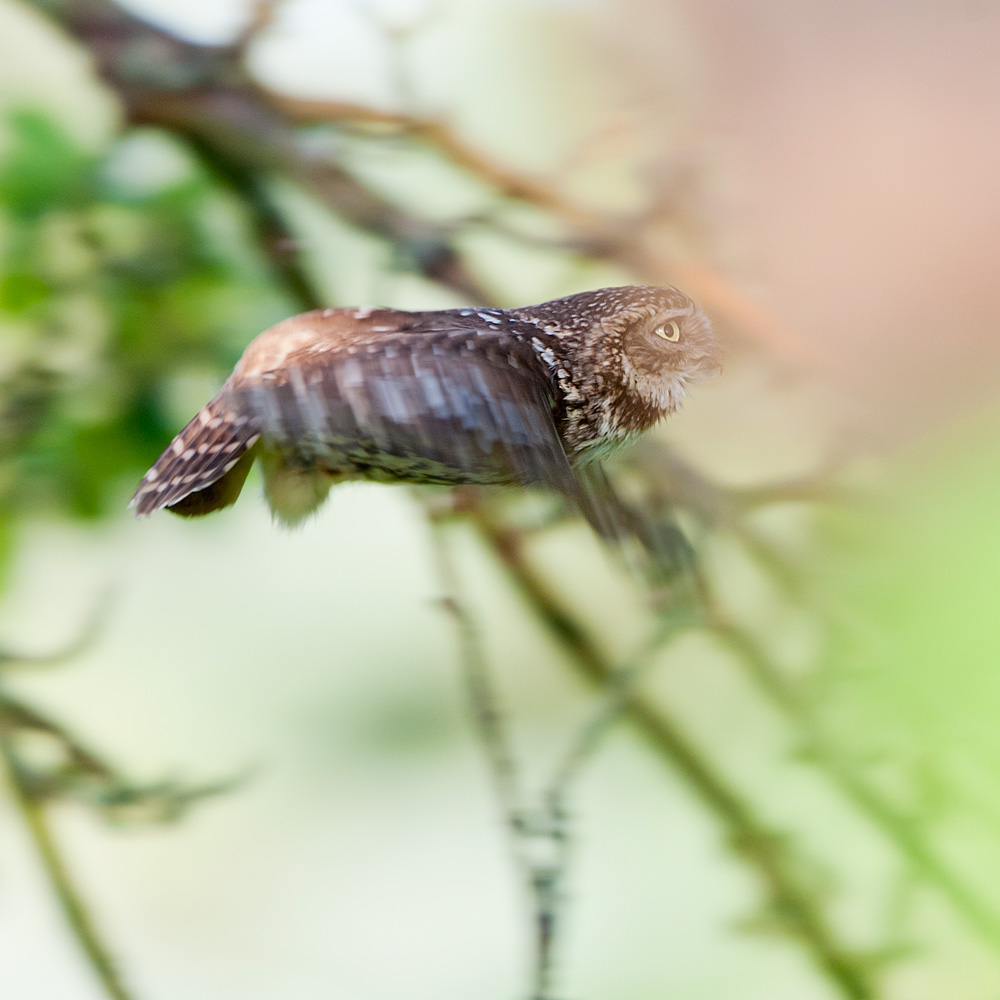 Steinkauz im Abflug