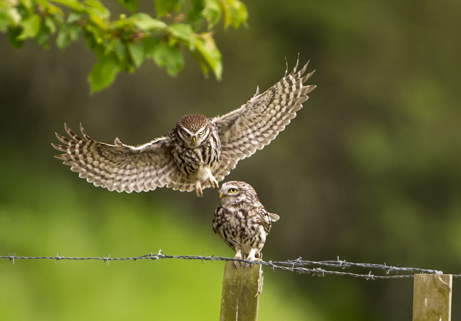 Steinkauz im Anflug auf das Weibchen