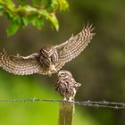 Steinkauz im Anflug auf das Weibchen