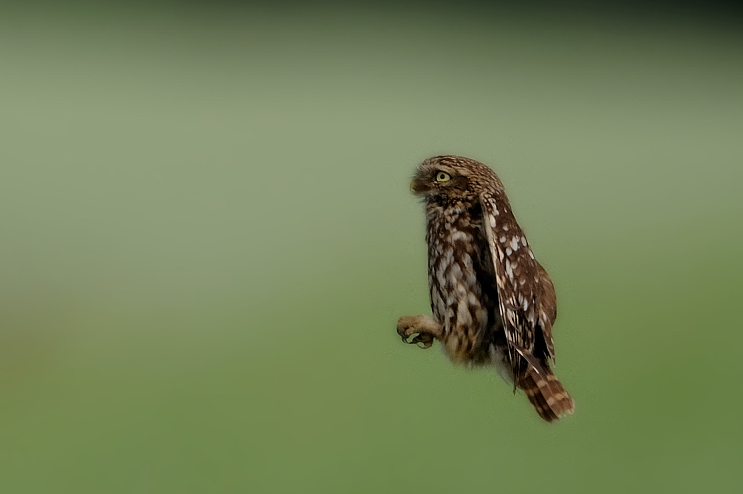 Steinkauz im Anflug oder Ansprung