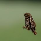 Steinkauz im Anflug oder Ansprung