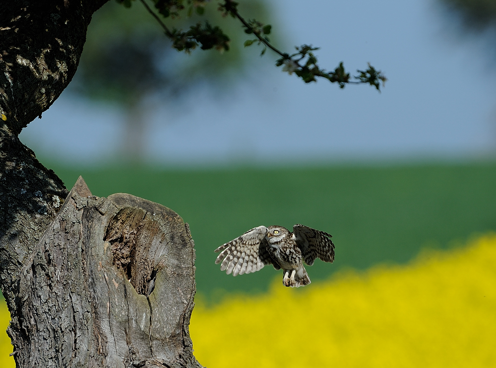 Steinkauz im Flug