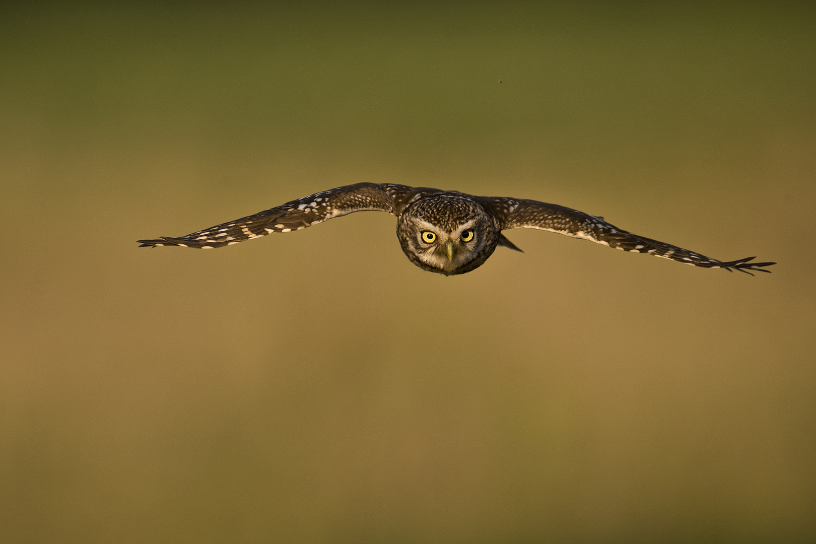 Steinkauz im Flug