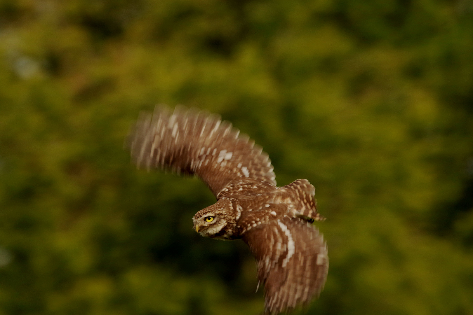 Steinkauz im Flug