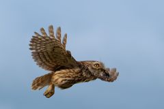 Steinkauz im Fütterungsanflug