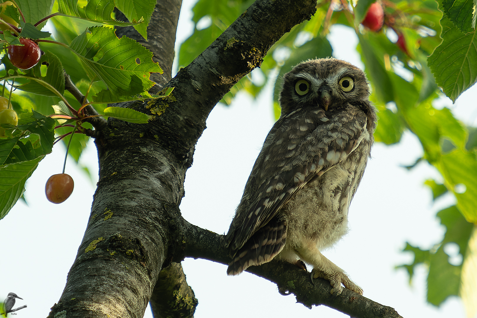 Steinkauz im Kirschbaum