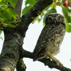 Steinkauz im Kirschbaum