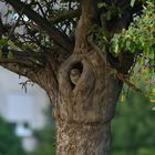 Steinkauz im Obstbaum 