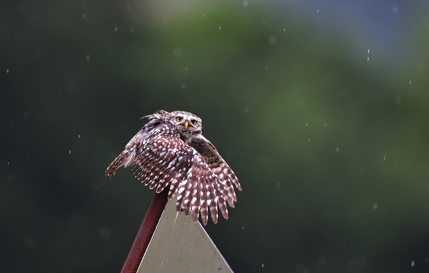 _Steinkauz im Regen