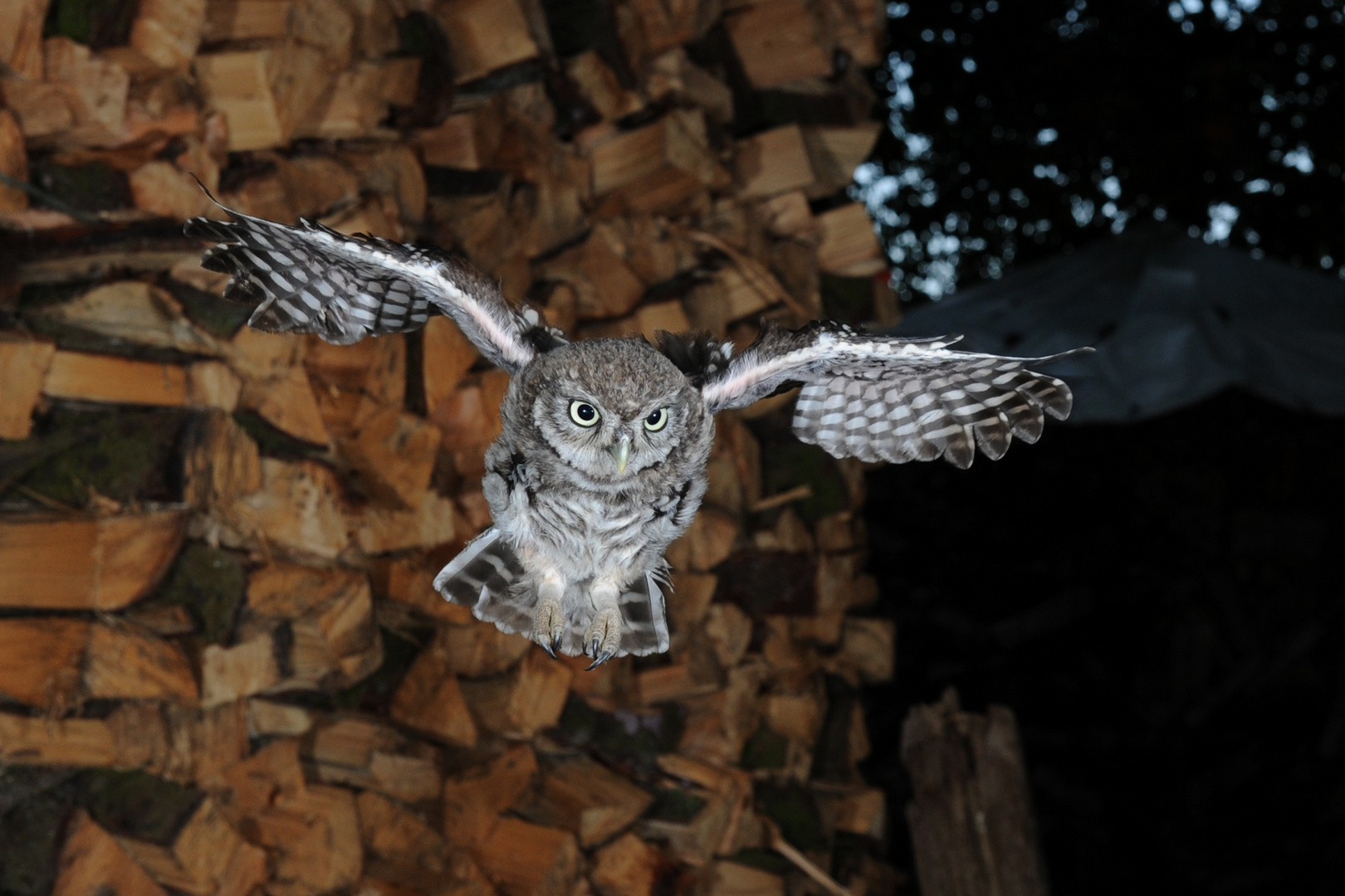 Steinkauz im Sturzflug