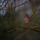 Steinkauz in der Abenddämmerung