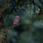 Steinkauz in der Abenddämmerung