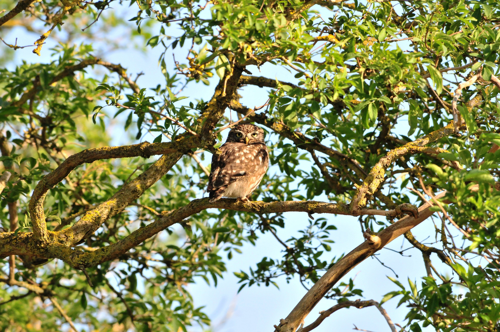 Steinkauz in "seinem" Baum - wer beobachtet hier eigentlich wen???